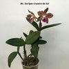 Blc. Durigan Cruzeiro do Sul